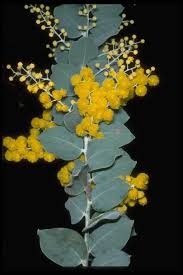 Image result for Acacia podalyriifolia