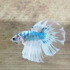 This Guy Has Blotchy Color On His Body In 2020 Betta Betta Fish Fish