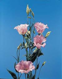 Image result for eustoma flamenco
