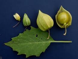 Image result for Physalis angulata