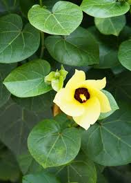 Image result for Hibiscus physaloides