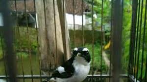 Harga burung decu mini cukup murah, bisa dibeli mulai dari rp 80.000. Decu Kembang Masteran Youtube