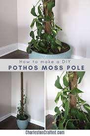 And it is extendible, when the plant grows beyond the pole, pin a 12 in. How To Make A Diy Pothos Moss Pole