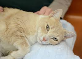 If you are surrendering a pregnant female, you are not surrendering one single cat for care. Surrendering Animals Peninsula Humane Society Spca