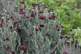 Cornflower, basket flower , boutonniere flower, bluebottle, hurtsickle, cyani flower, blue bonnets, ragged sailor. How To Grow Bachelor Buttons Centaurea Cyanus The Kokoro Garden