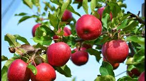Royal Paradise Garden Rare Apple Fruit Seed Kashmir Apple Exotic 10 Fruit Seeds For Growing Amazon In Garden Outdoors