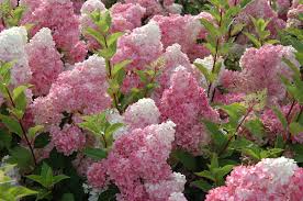 They are my favorite flower. Hydrangea Flowers Browned Time For A Move To More Shade Pennlive Com
