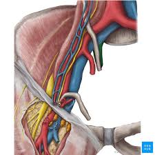 Veins Lymphatics And Nerves Of The Pelvis Veins Pelvis Lymphatic Drainage