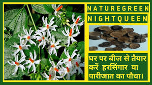 Maybe you would like to learn more about one of these? Night Blooming Jasmine Seeds Photos Youtube