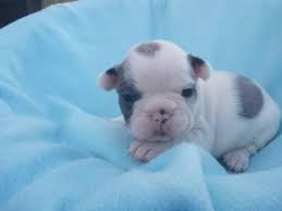 Breeder of rare colored french bulldogs, blue, chocolate, lilac, blue and tan, and standard colors. Akc Blue Pied French Bulldog Frenchie Frenchies Union City For Sale In Union City California Classified Americanlisted Com