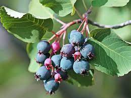 Also known as western juneberry, prairie berry, or western serviceberry, saskatoon bush (amelanchier alnifolia) is native to the area extending from the inland northwest and the canadian prairies to the southern yukon.saskatoon shrubs are attractive plants that bloom in spring and produce scads of bluish purple saskatoon berries in summer. Erlenblattrige Felsenbirne Saskatoon Berry Amelanchier Alnifolia Saskatoon Berry Baumschule Horstmann
