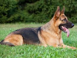 Toute façon toi et moi on baise incognito. What Is Your Dog Personality Dog Personality Shepherd Dog Breeds German Shepherd