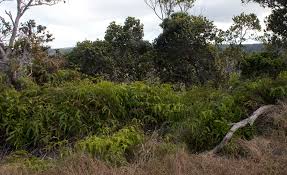 Image result for Dicranopteris elegantula