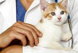 Laurie lovingly listened to a few special stories i shared of andie's. Beaver Dam Vet Clinic Pet Vaccinations Waupun Euthanasia
