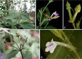 Image result for Rhinacanthus submontanus