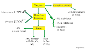 Meningitis, acute neurological conditions, where iv fluids are used for gastroenteritis or. Phosphorus P Inorganic Phosphate Po4 Inorganic Phosphorus Labpedia Net