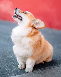 Pin By Omsthetics On Corgis Fluffy Corgi Corgi Corgi Butts