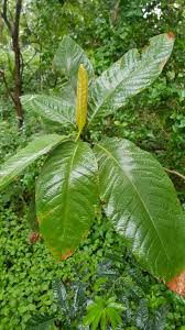 Image result for Triplaris americana