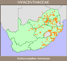 Image result for Schizocarphus nervosus