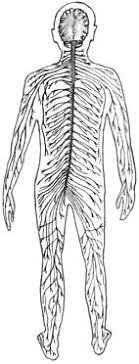 Nervous system images stock photos vectors shutterstock. The Open Door Web Site Biology The Vertebrate Central Nervous System