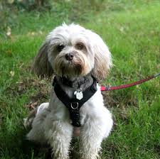 Definitely one of the world's rarest breeds. Cani Piccola Taglia Le 43 Razze Di Cani Piccoli Per L Appartamento