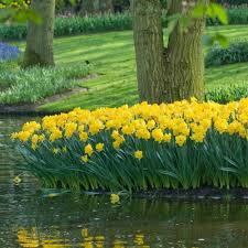 Double, golden daffodil blooms illuminate in the mid spring, creating a true focal point in any garden. Photo Of The Entire Plant Of Double Daffodil Narcissus Golden Ducat Posted By Joy Garden Org