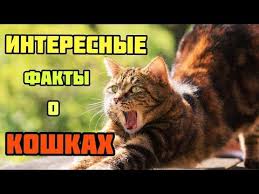 koty udivitelnye zhivotnye fakty o koshkah youtube animals cats