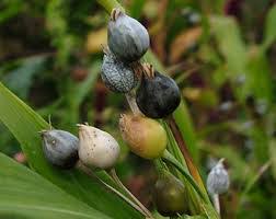 Image result for Coix