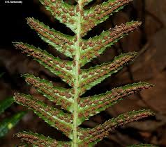 Image result for Nesaea aspera