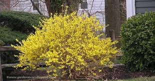 Garden Sense Early Spring Blooms Garden Spells Spring Blooms Front Yard Landscaping