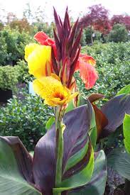 Http Briansbotanicals Us Images Stories Virtuemart Product Full 4058de4b485d8b82d0354a6a8dac49db Jpg Lily Plants Flower Garden Pictures Plants