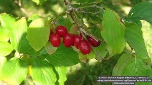 Image result for Cornus mas