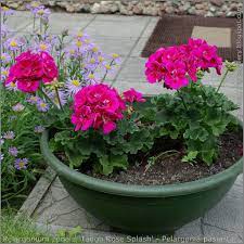 Vsechny Velikosti Pelargonium Zonale Tango Rose Splash Pelargonia Pasiasta Flickr Sdileni Fotografii Pelargonium Geraniums Love Flowers