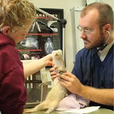 Looking for tortoise vet or best exotic reptile vet near me? Exotic Animal Emergency Vet Near Me Online Shopping