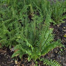 Image result for Polystichum