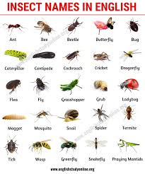 List Of Insects 25 Useful Insect Names With Pictures And Examples English Study Online English Vocabulary List English Vocabulary English Study