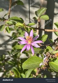 Image result for Grewia monticola