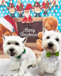 West Highland White Terrier Club Of Victoria Inc Home Facebook