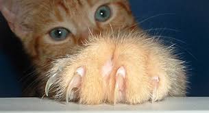 Résultat de recherche d'images pour "cheetah claw"