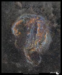 Image result for Astropanax