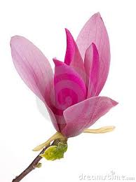 Flowers Tree Magnolia Flower Magnolia Flower Watercolor Flowers Tutorial Flowering Trees