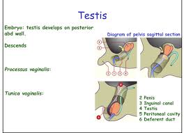 Testicular cancer is not particularly common. Fm2102 Anatomy 7 Male Reproductive Flashcards Quizlet