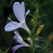 Image result for Barleria oxyphylla