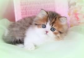 Browse munchkin kittens for sale & cats for adoption. Teacup Persian Cats Teacup Persian Kittens Miniature Cats Miniature Kittens For Sale Munchkin Cats Munchkin Persian Kittens Teacup Cat Breederspersian Himalayan Kittens For Sale In A Rainbow Of Colors In Business