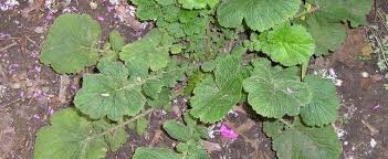 Very striking in the garden when in bloom, they last for weeks and bring strong color to the early summer border. Geum Avens Geum Mrs Bradshaw
