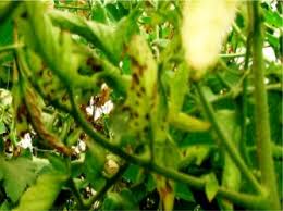 Image result for tomato seedling xanthomonas vesicatoria