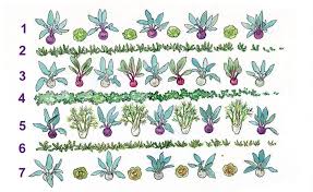 Kohlrabi Pflanzen Und Pflegen Kohlrabi Pflanzen Pflanzen Kohlrabi