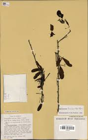 Image result for Actinanthella