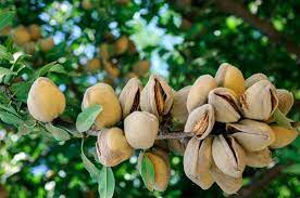 Where Do Almonds Grow How To Grow Them Almond Almond Milk Recipes Almond Tree