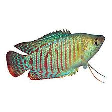 Dwarf Gourami Pet Fish Fish Fish For Sale